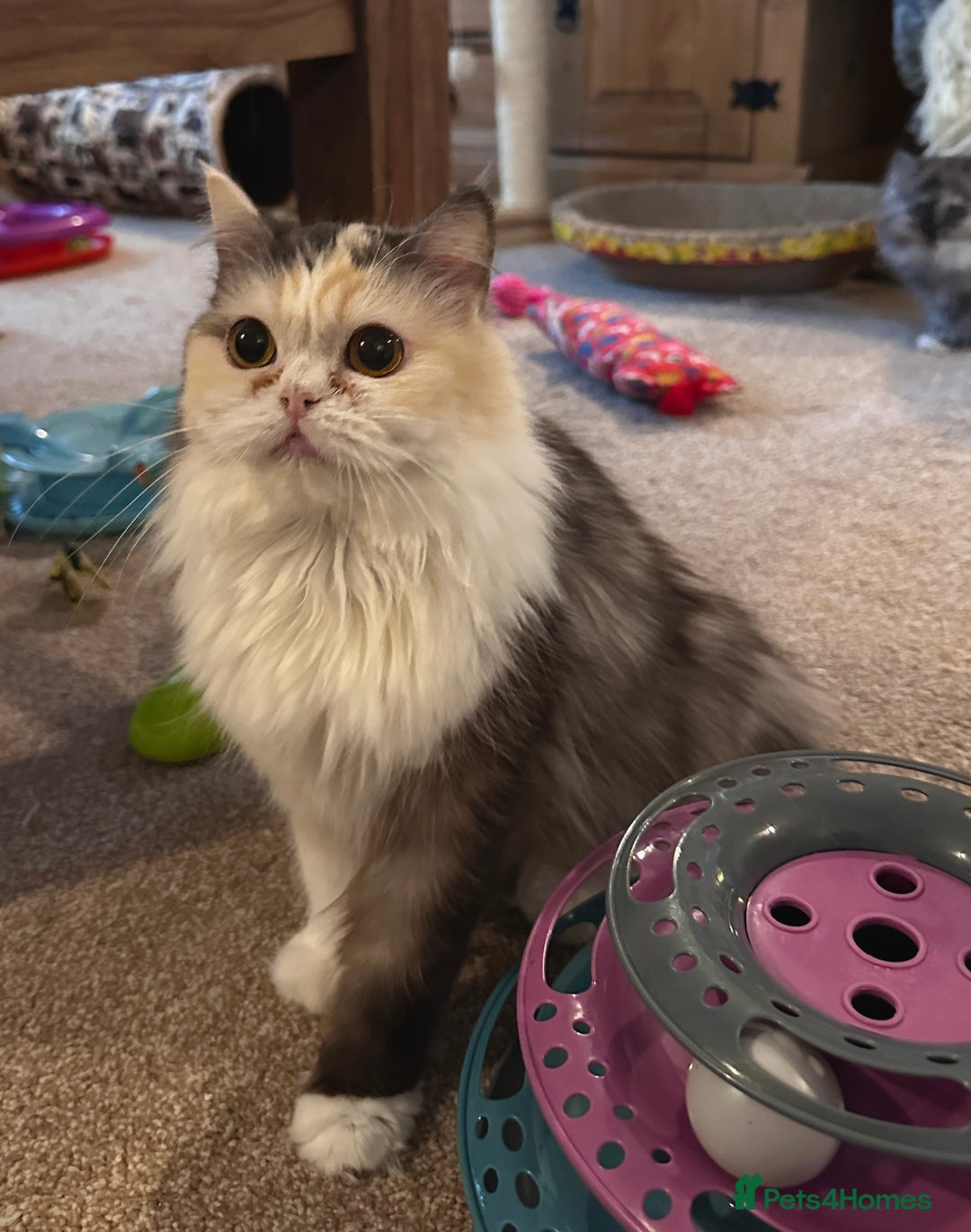 Persian cats for sale: 3 Cuddly Persian Babies❤️ - Image 18