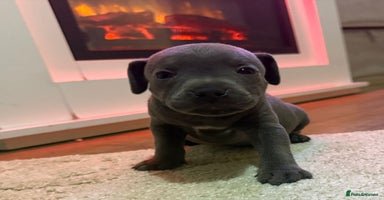 Staffordshire Bull Terrier dogs - Advert 8
