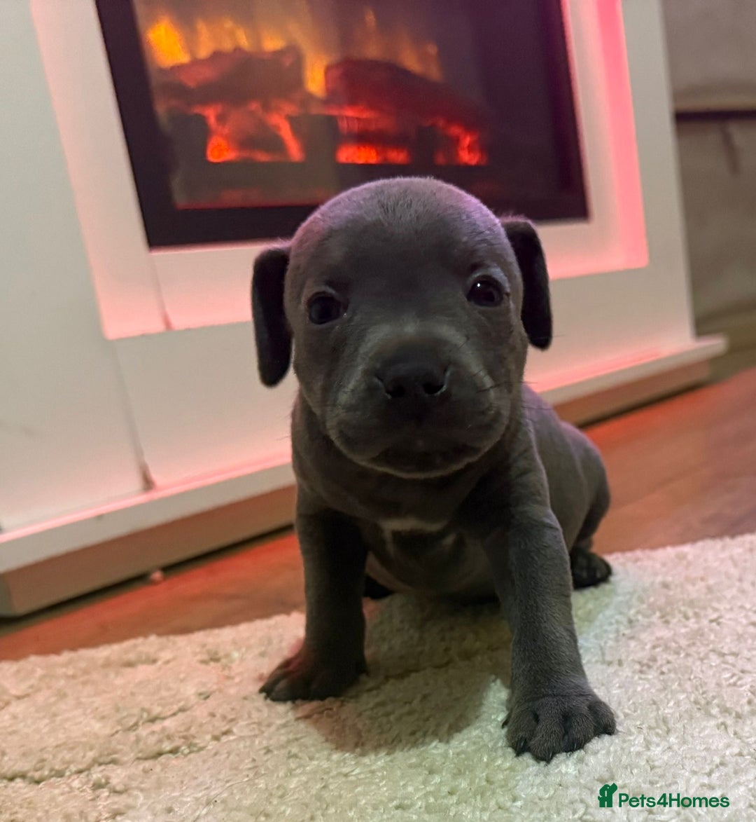 Staffordshire Bull Terrier dogs for sale: 9 Beautiful blue staff puppy’s !  - Image 2
