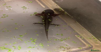 Axolotl reptiles - Advert 7
