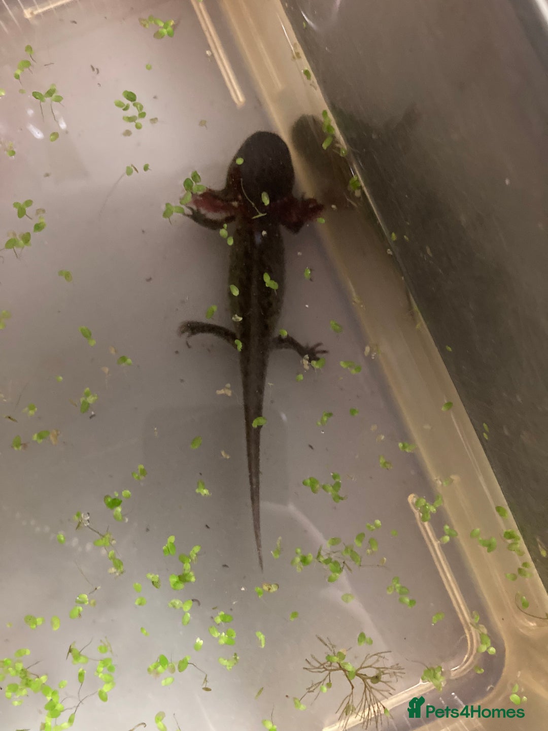 Axolotl reptiles for sale: Leucistic or wild axolotl  - Image 2