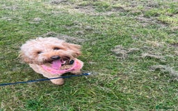 Cockapoo dogs for sale: Mabel – 3-Year-Old Cockapoo  - Image 2