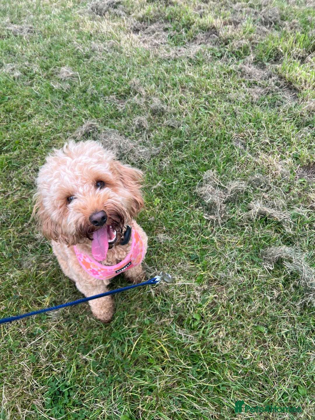 Cockapoo dogs for sale: Mabel – 3-Year-Old Cockapoo  - Image 2
