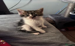 Domestic Shorthair cats for sale: Cute little kitten looking for his forever home - Image 1