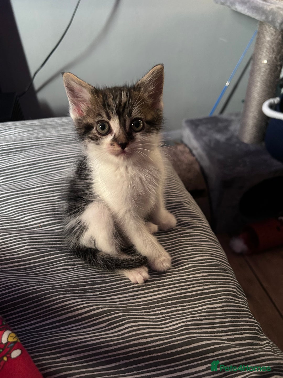 Domestic Shorthair cats for sale: Cute little kitten looking for his forever home - Image 1