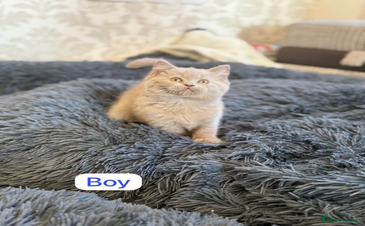 British Shorthair cats - Advert 5