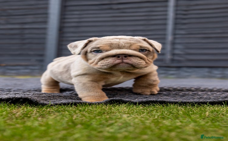 English Bulldog dogs - Advert 1