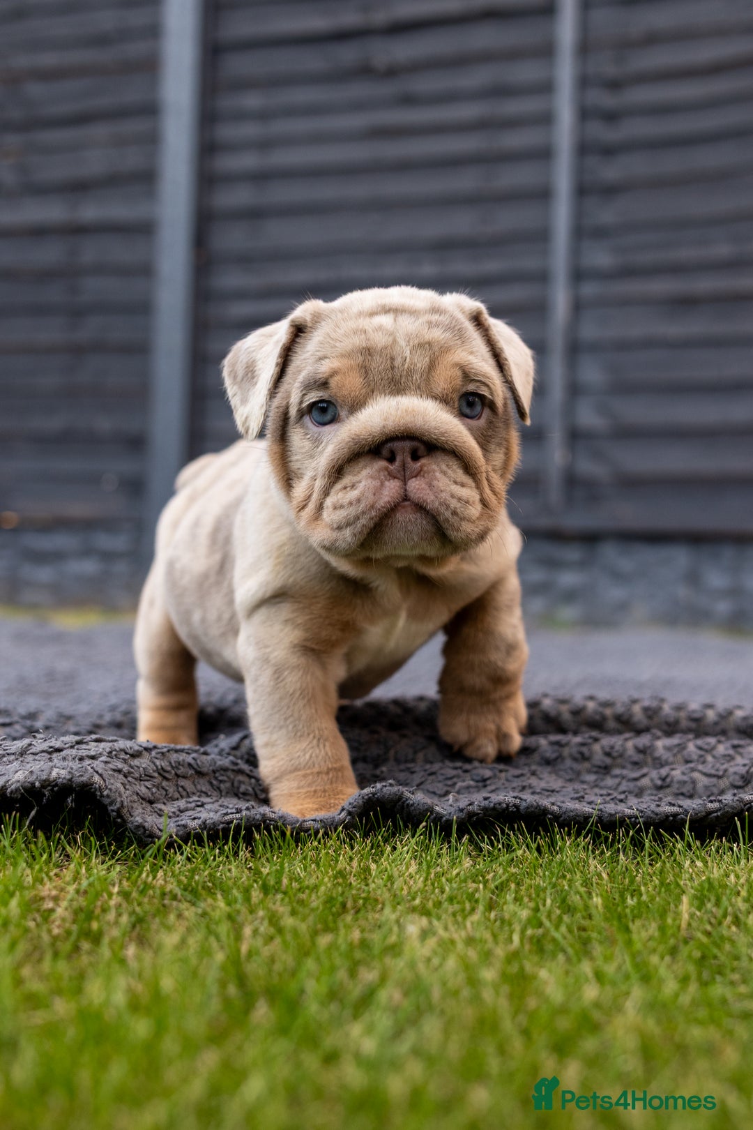English Bulldog dogs for sale: English Bulldog puppies  - Image 1