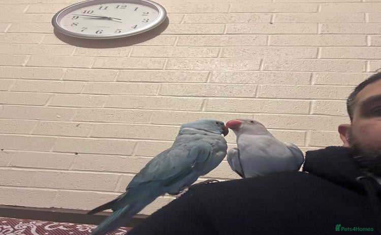 Ringnecks birds - Advert 1