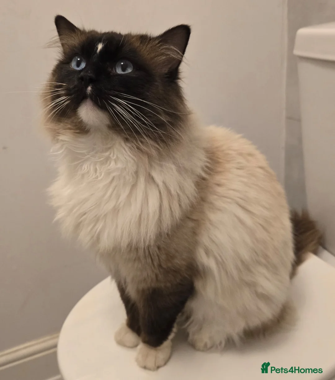 Ragdoll cats for sale: Ragdoll - Advert 5