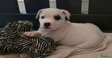Staffordshire Bull Terrier dogs - Advert 4