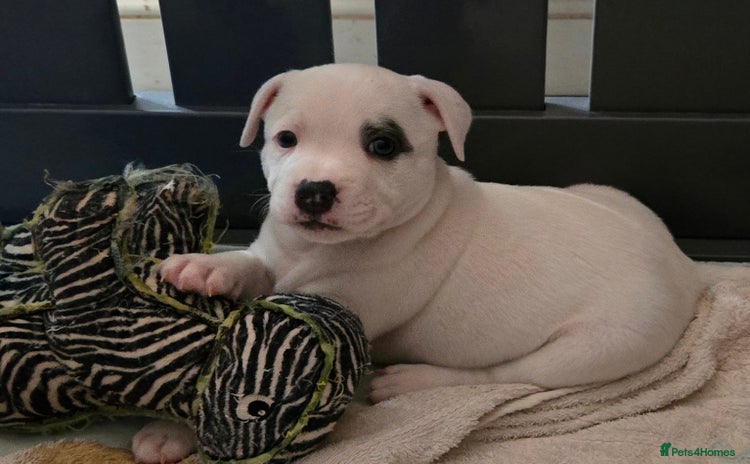 Staffordshire Bull Terrier dogs - Advert 4