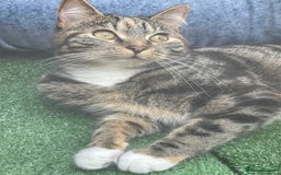 Mixed Breed cats for sale: Sheeba - Image 4