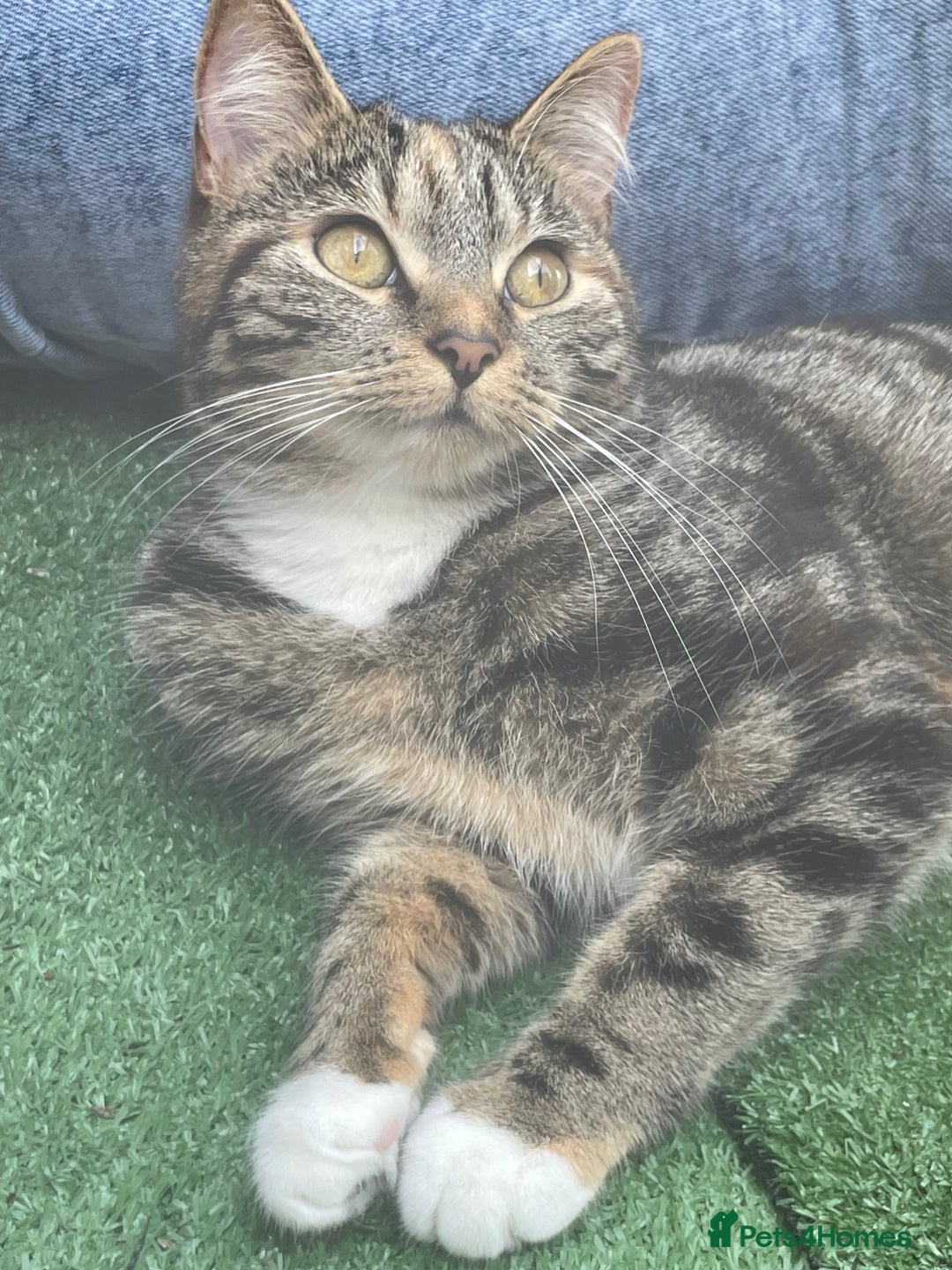 Mixed Breed cats for sale: Sheeba - Image 4