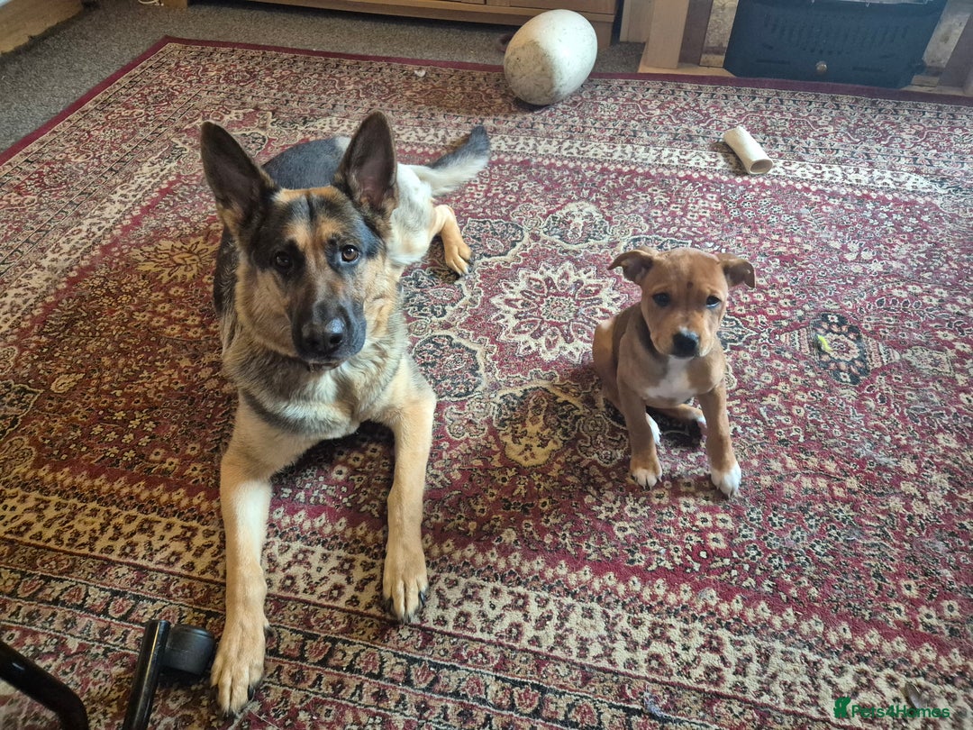 Staffordshire Bull Terrier dogs for sale: 4 female staffy pups - Image 10