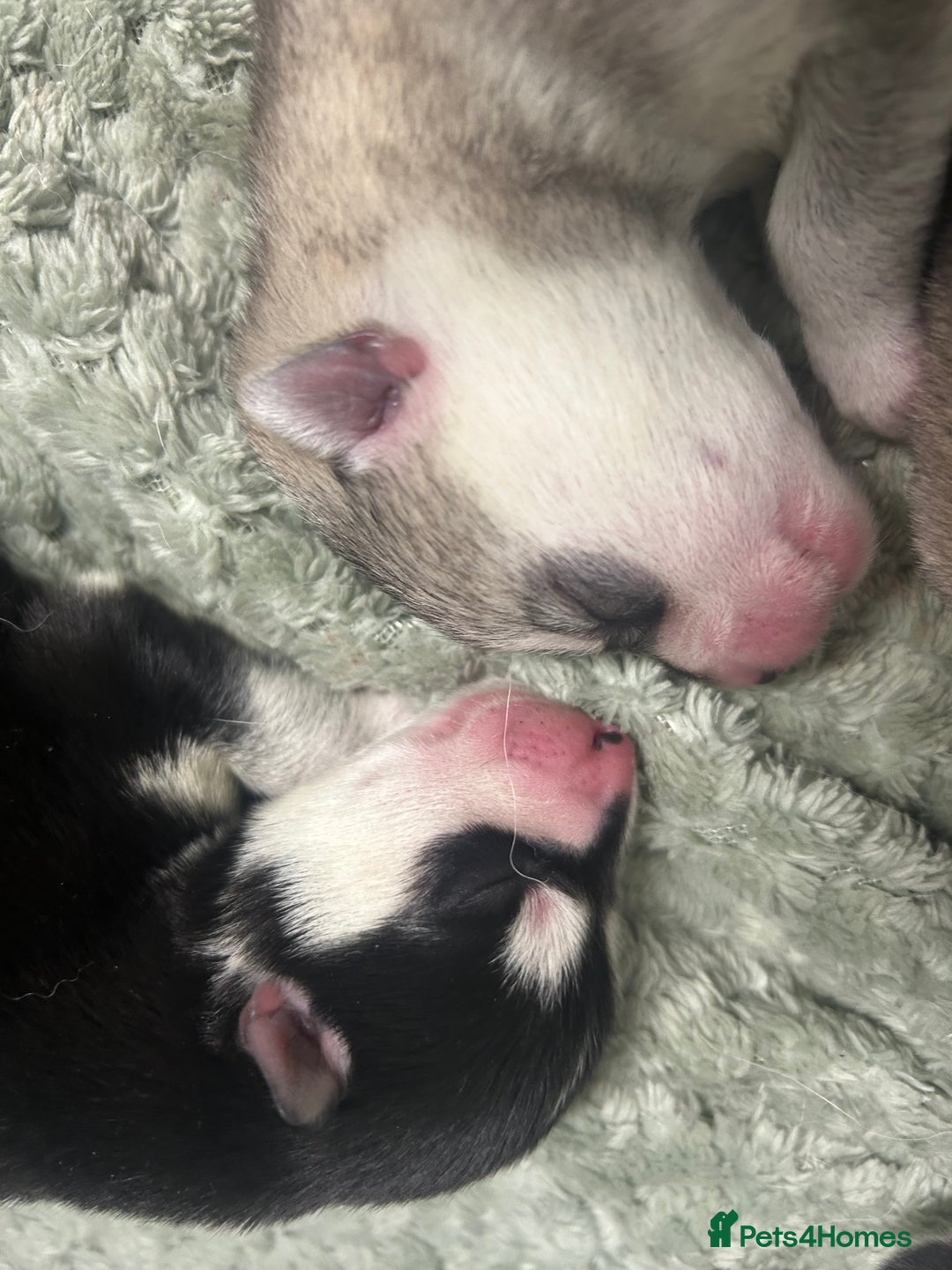 Siberian Husky dogs for sale:  **  Day puppies  - Advert 5