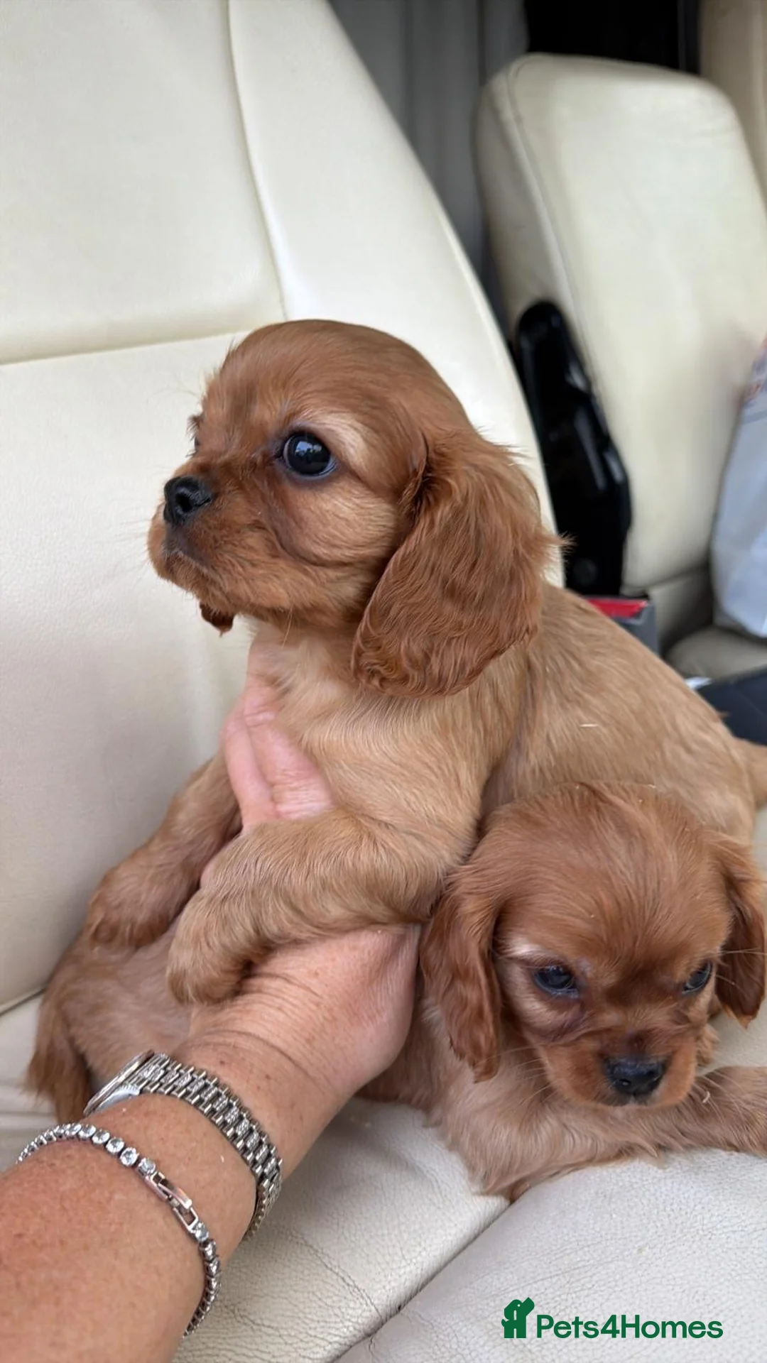 Cavalier King Charles Spaniel dogs for sale: Beautiful ruby kc cavaliers health tested parents  - Advert 7