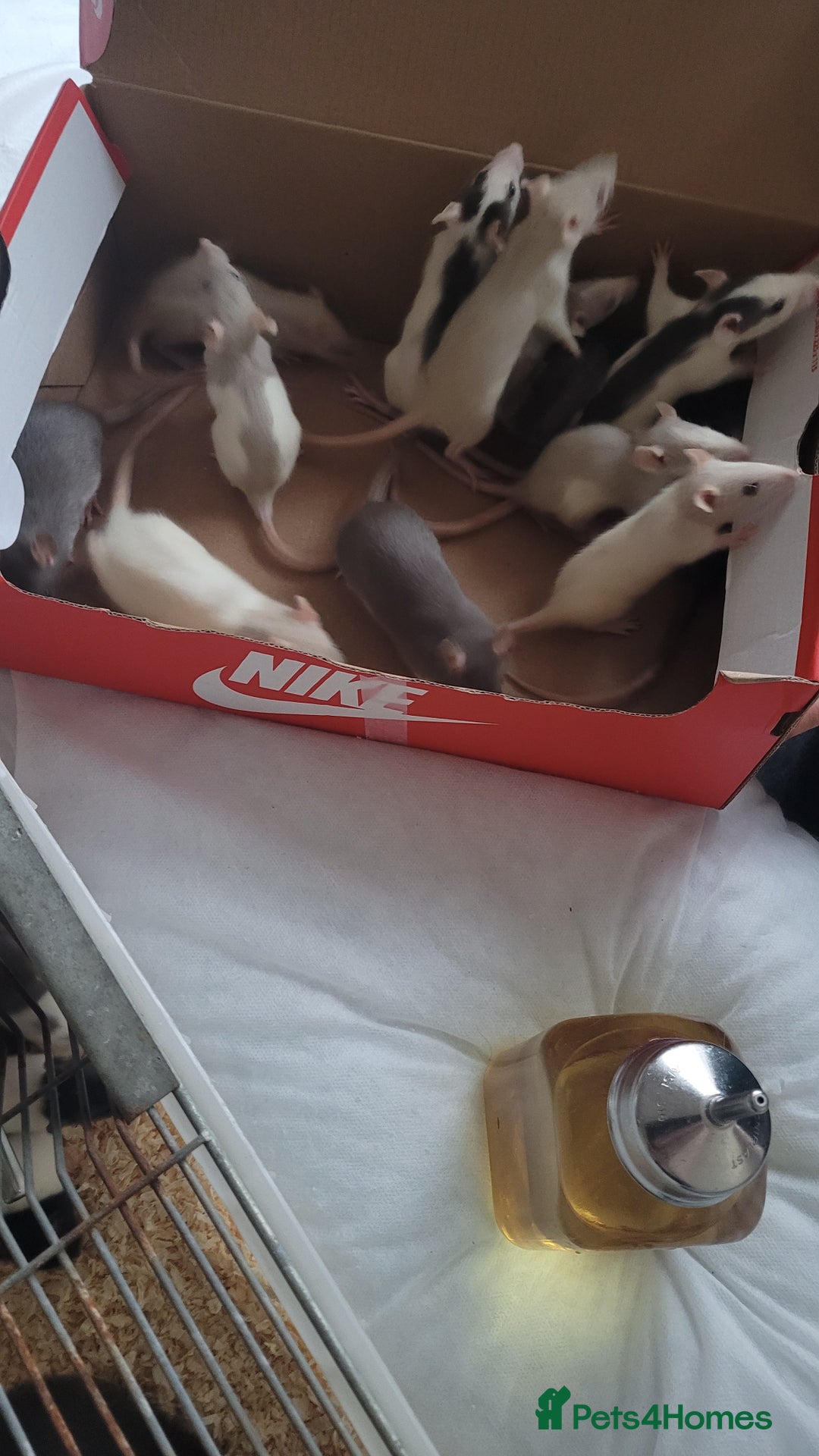 Rat rodents for sale: Male and female rats ❤️💙 - Image 3