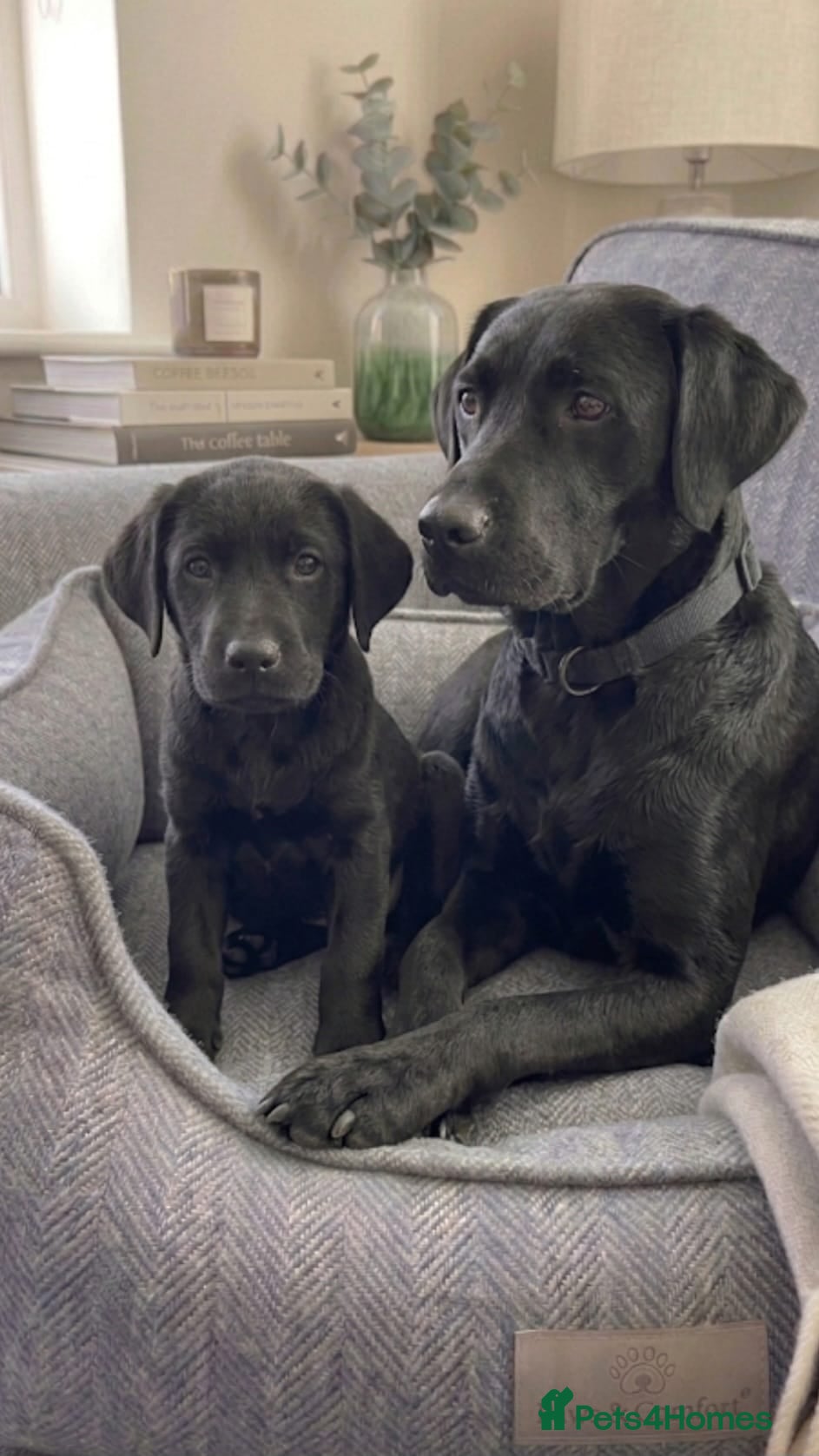 Labrador Retriever dogs Labrador puppies in Romford - Advert 1