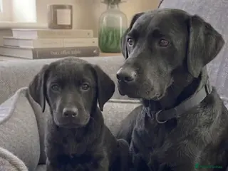 Labrador Retriever dogs Labrador puppies in Romford - Advert 4