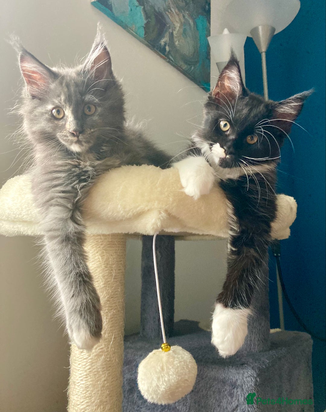 Maine Coon cats for sale: Pedigree Maine Coon Kittens (TICA) - Image 29
