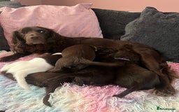 Sprocker dogs for sale: Sprocker spaniel pups  - Advert 1