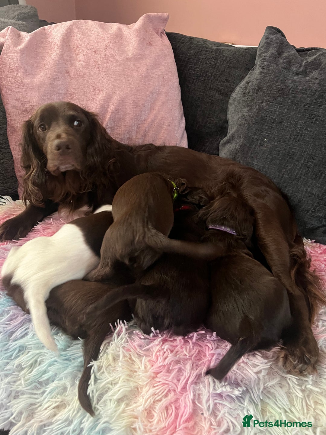 Sprocker dogs for sale: Sprocker spaniel pups  - Advert 1