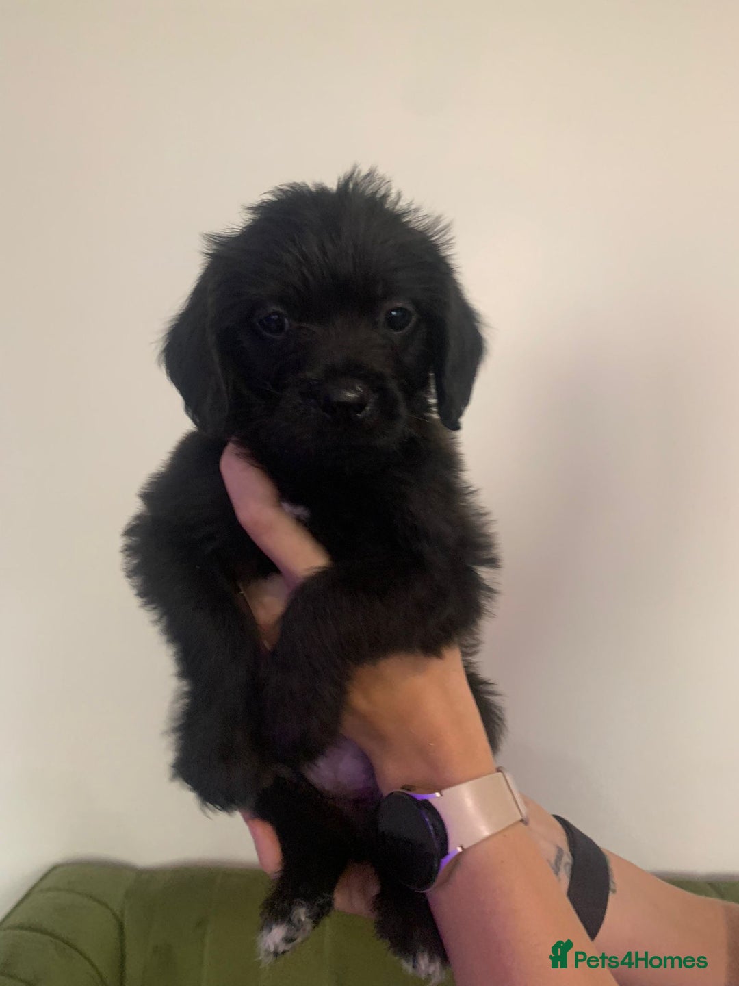 Mixed Breed dogs for sale: Gorgeous Black Poogledoodles Kid-Friendly Beauties - Image 5