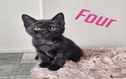 Mixed Breed cats for sale: 6 Beautiful Kittens British Shorthair Calico Cross - Image 9
