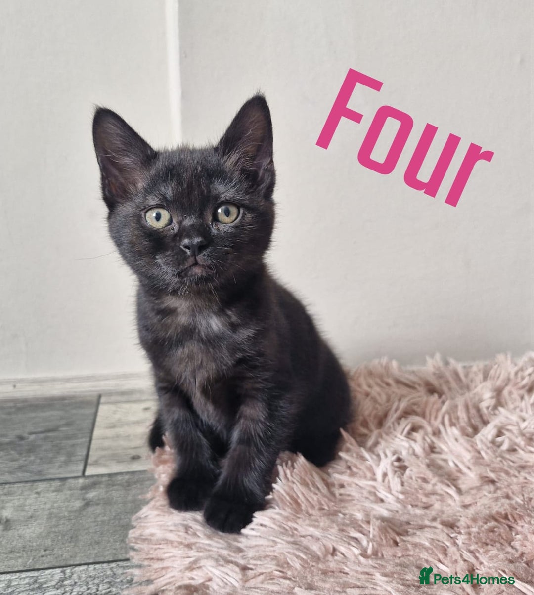 Mixed Breed cats for sale: 6 Beautiful Kittens British Shorthair Calico Cross - Image 9