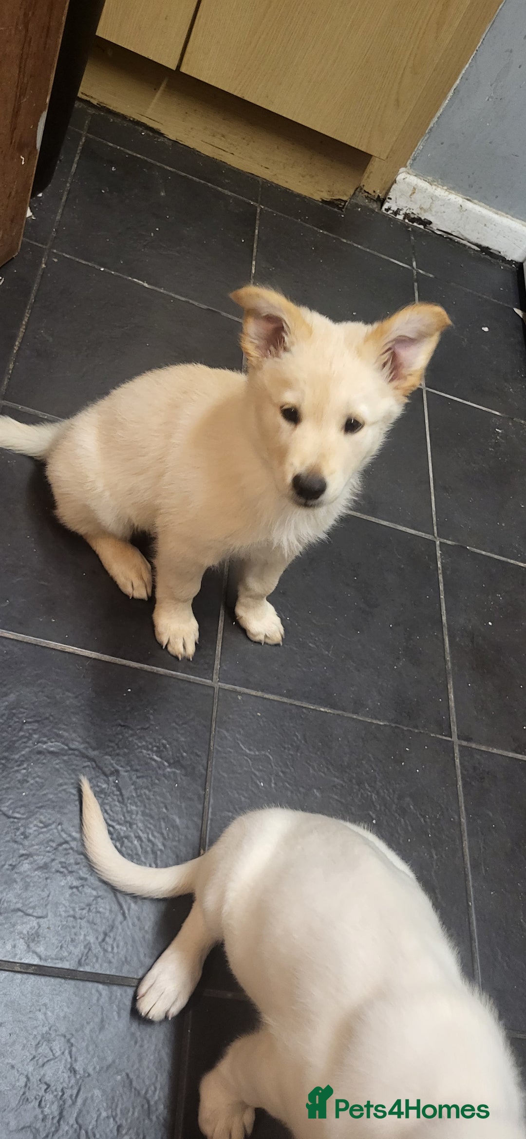 German Shepherd dogs for sale: Male gsd white  - Image 7