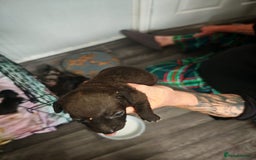 Dachshund dogs for sale: Dachshund puppies  - Image 3