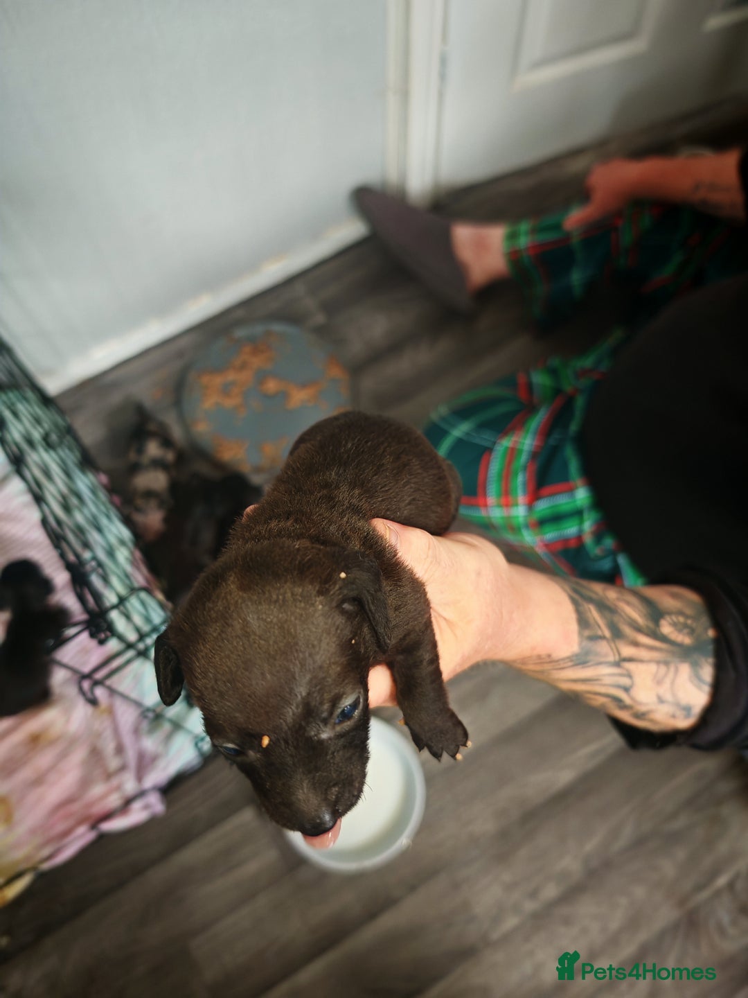 Dachshund dogs for sale: Dachshund puppies  - Image 3