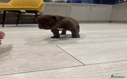 Olde English Bulldogge dogs for sale: Top quality olde English bulldogs - NEBBER REG - Advert 13