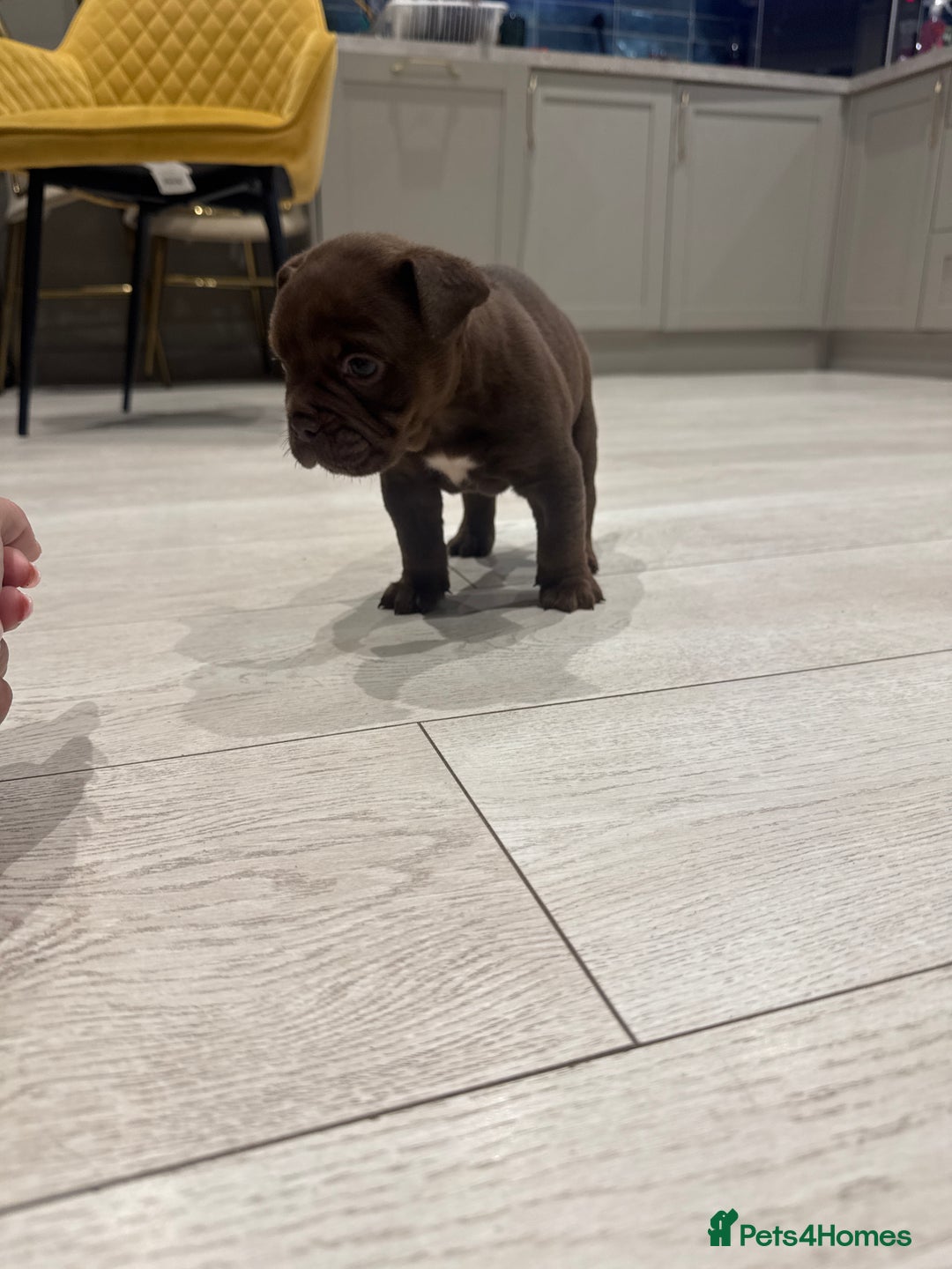 Olde English Bulldogge dogs for sale: Top quality olde English bulldogs - NEBBER REG - Advert 13