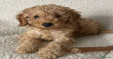 Cavapoo dogs - Advert 4