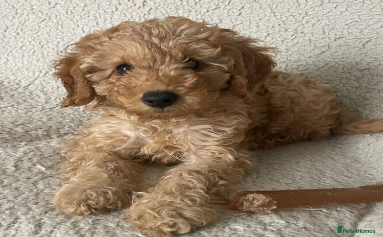 Cavapoo dogs - Advert 2