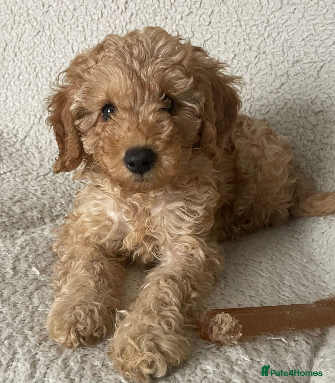 Cavapoo dogs for sale: Quality cavapoo puppies  - Image 1
