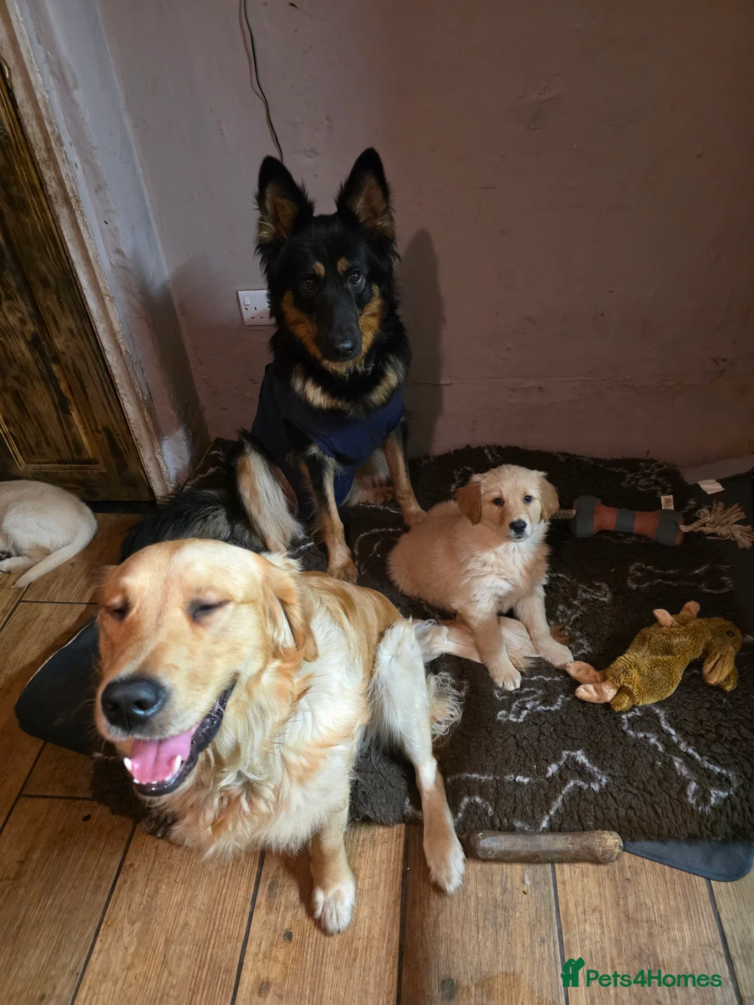 Golden Shepherd dogs for sale: Beautiful girl - Advert 9