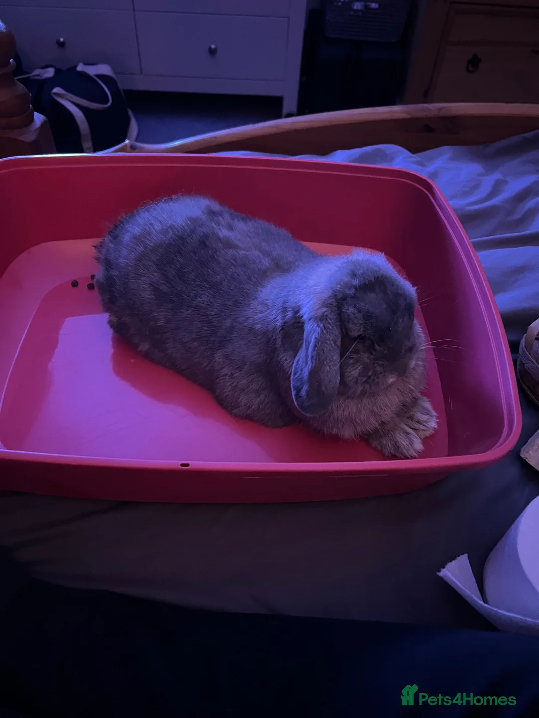 Mini Lop rabbits for sale: Grey Mini Lop Bunny in Maidenhead - Advert 6