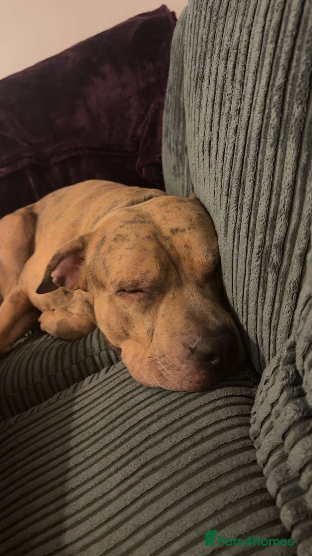Mixed Breed dogs for sale: 1 year old boy called Ace  - Advert 2