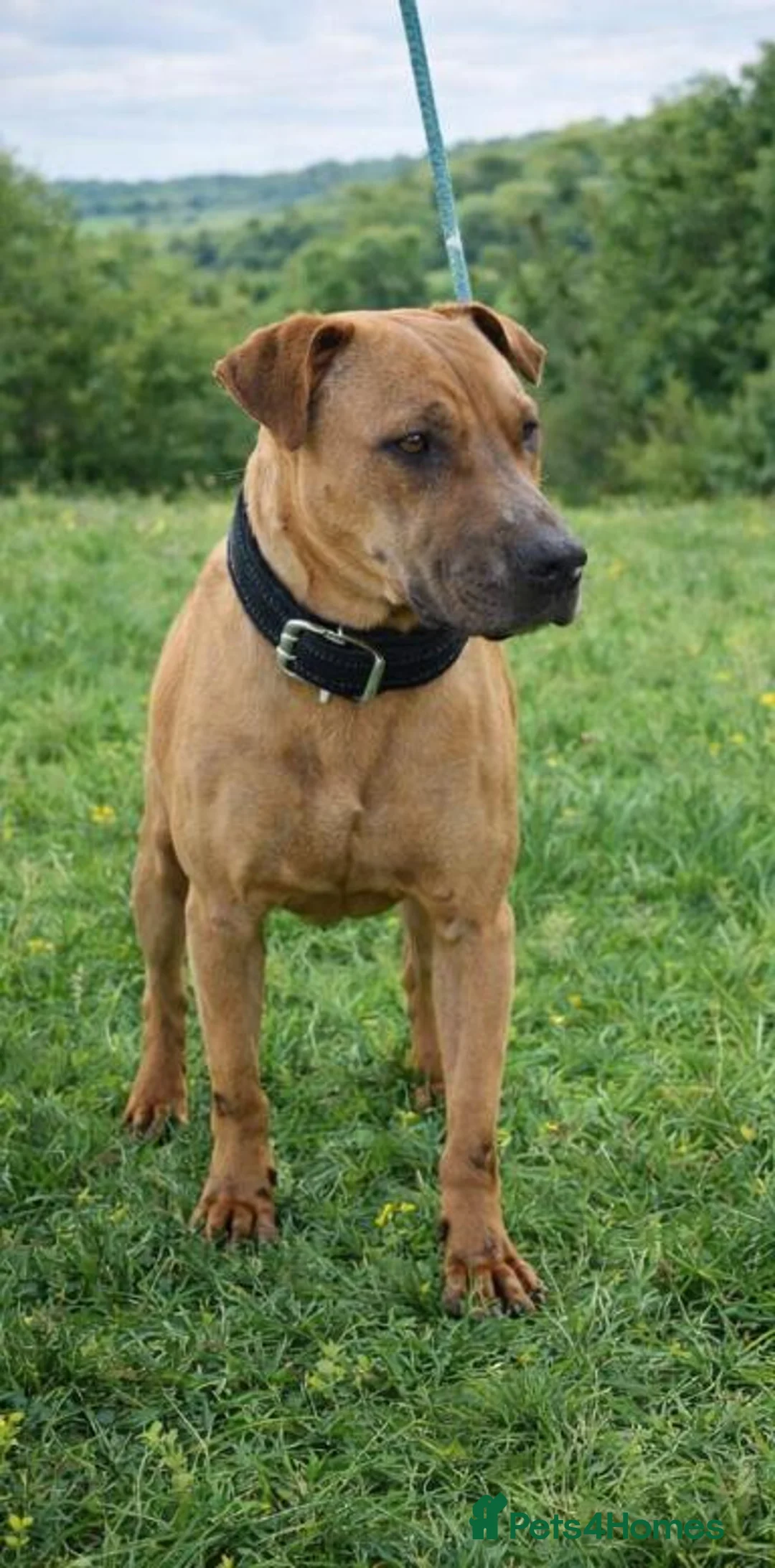 Mixed Breed dogs for adoption: NO FEE FOR FOSTER 🚨 ‼️ 🆘  - Advert 4