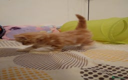 Exotic cats for sale:  3 Kittens - Image 8