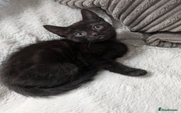 Mixed Breed cats for sale: Sweet kittens  - Image 3