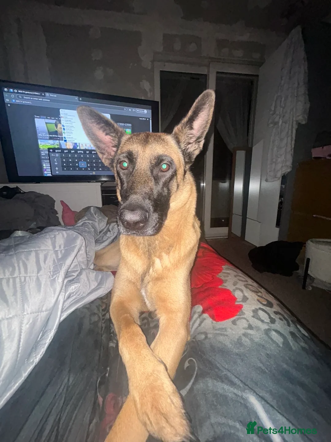 Belgian Shepherd Dog dogs for sale: Akira - Belgian Malinois  - Advert 3