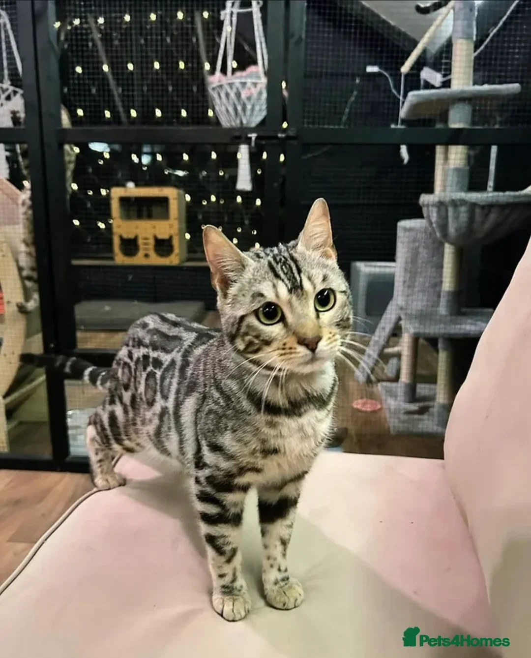 Bengal cats for stud: Silver Bengal Stud 🩶 TICA REG N DNA CLEAR - Advert 5
