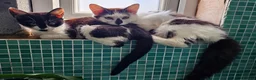 Mixed Breed cats for adoption: Two Cats for Indoor Adoption Together  - Advert 4
