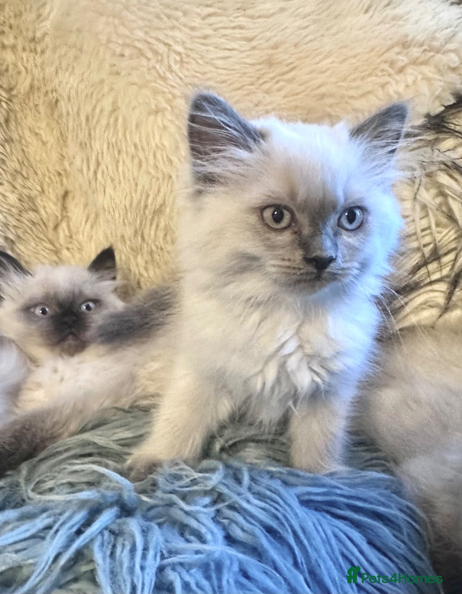 Ragdoll cats Pure Ragdoll kittens adorable and very fluffy  - Advert 2