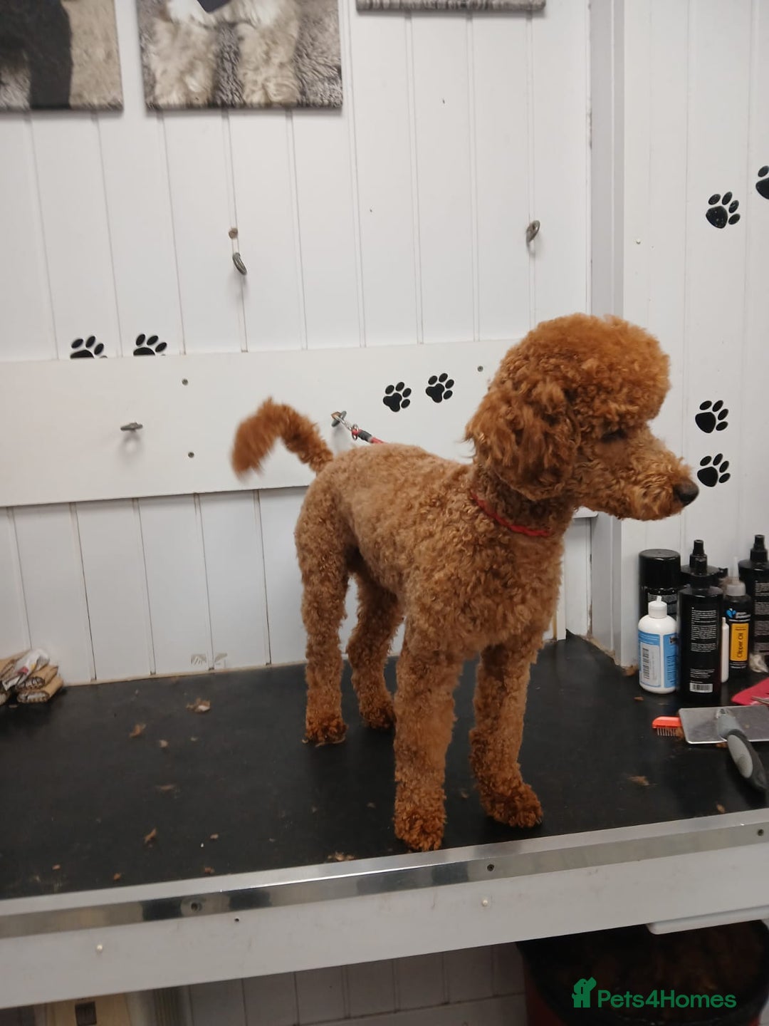 Miniature Poodle dogs for stud: Fox Red miniature poodle - Advert 2