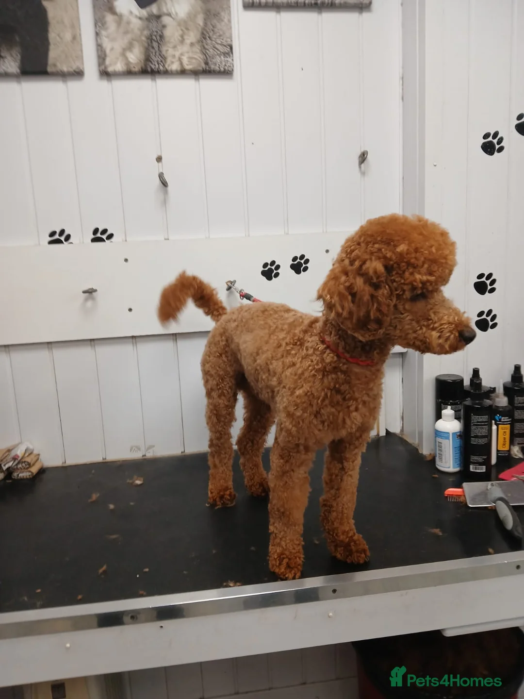Miniature Poodle dogs for stud: Fox Red miniature poodle - Advert 2